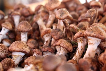 Mushroom, Food