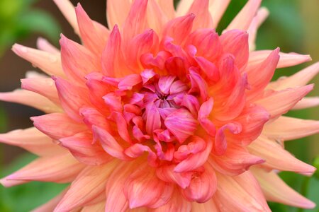 Flower nature dahlia photo