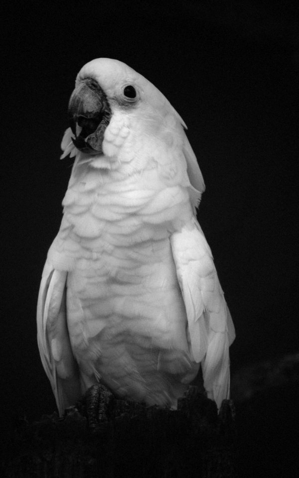 Jurong bird park, Singapore, Portrait