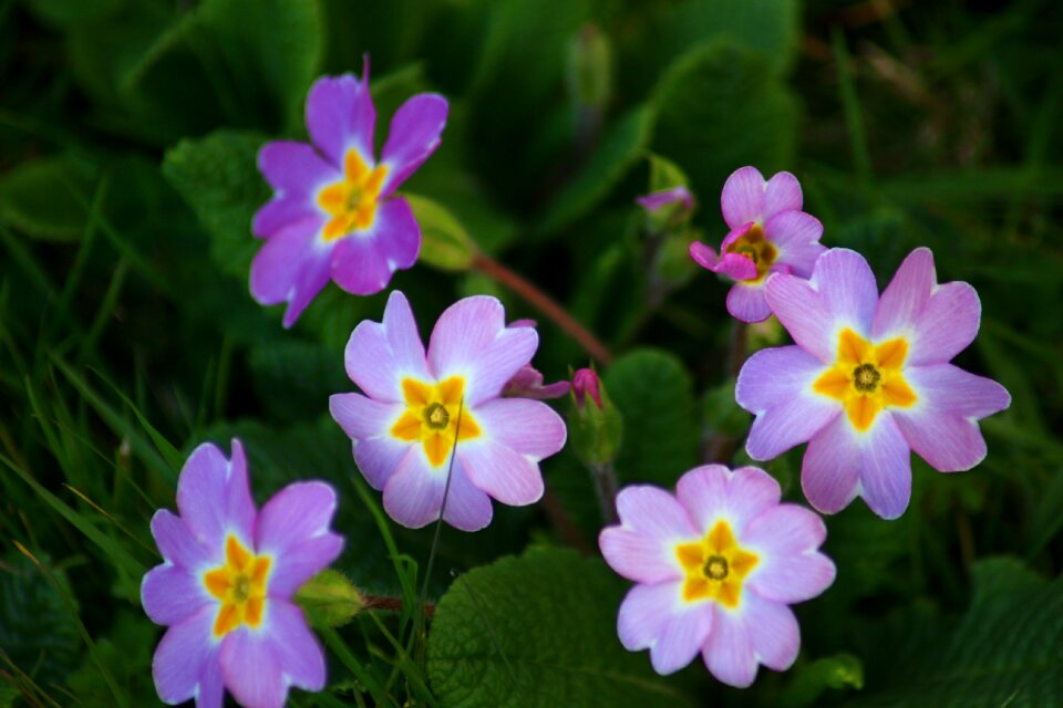 Flower petals flowering