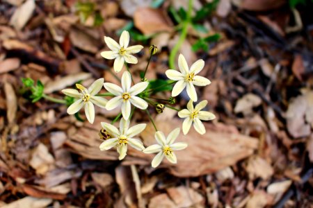 La ca ada flintridge, United states, Star flowers