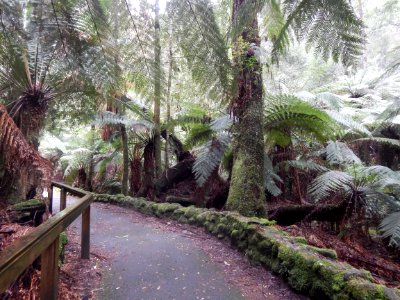 Mount field national park, National park, Australia