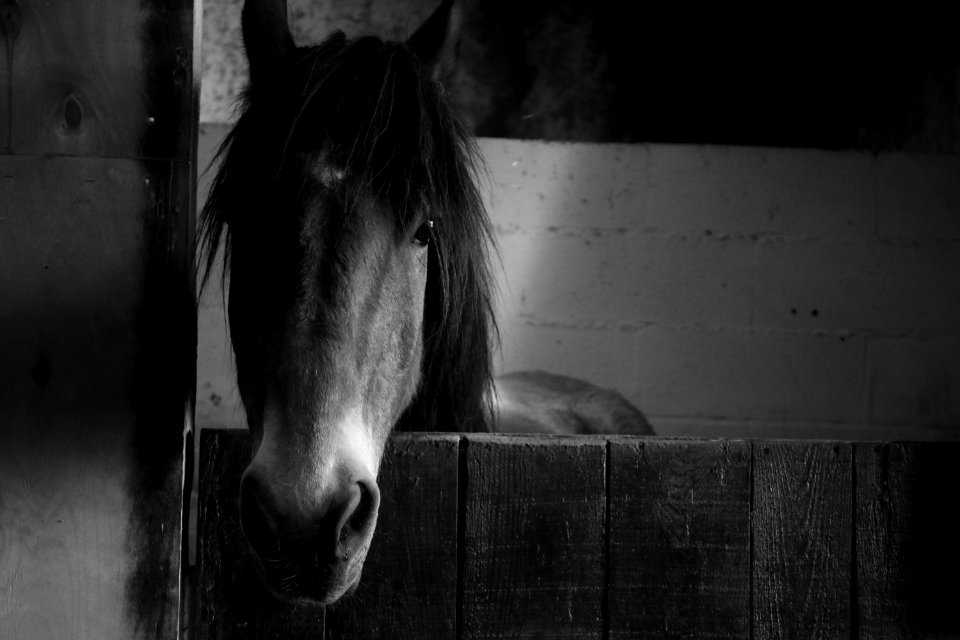 Lusitano, Cavalo, Animals