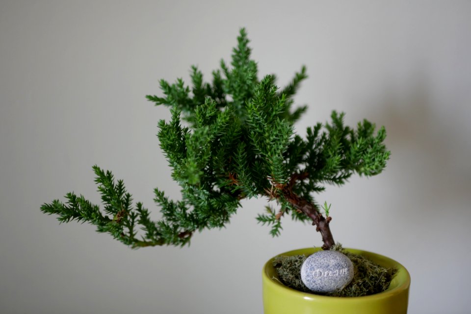 Lincoln, United states, Bonsai