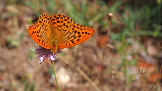 Butterfly nature macro