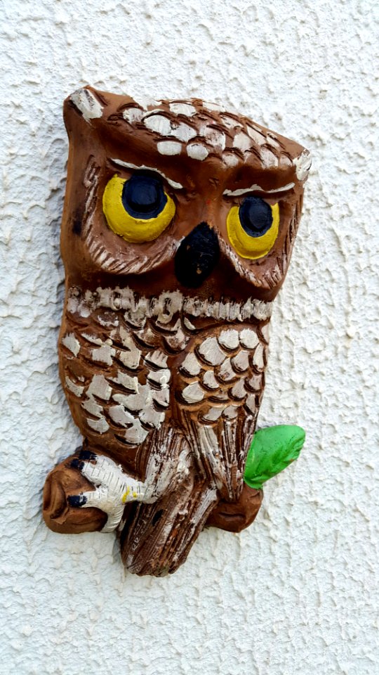 Wild, Owl, Animals