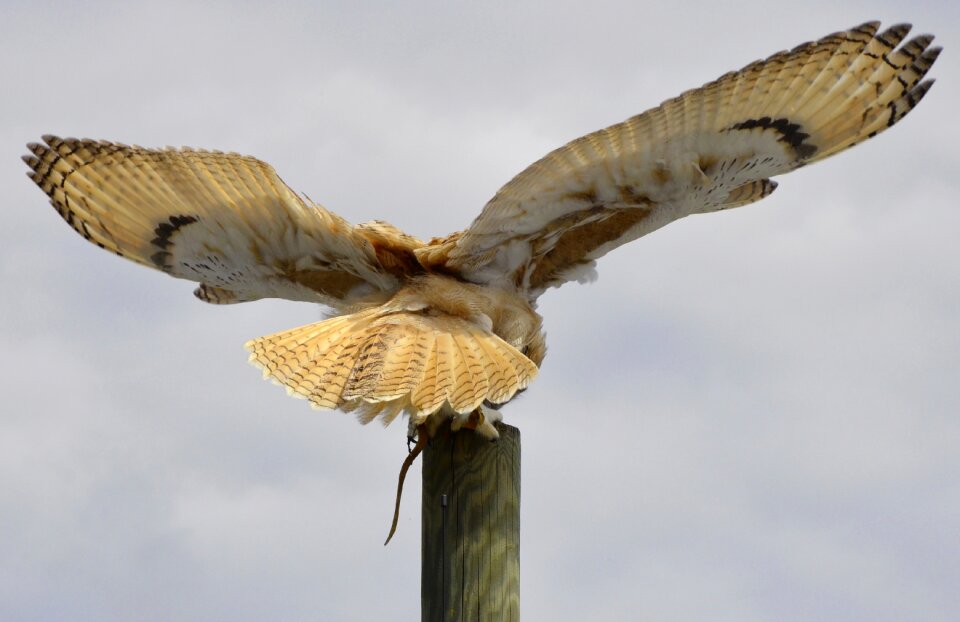 Eurasian eagle european owl forest bird