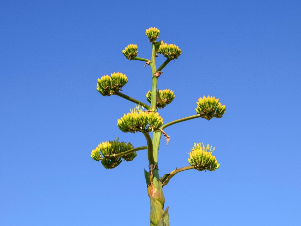 Plant nature flora