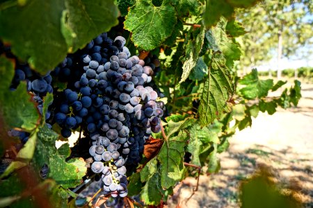 Sonoma, Nature, United states