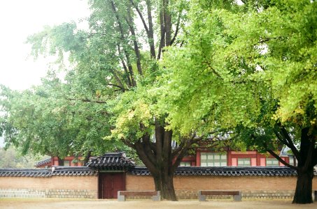 Gyeongbokgung palace, Seoul, South korea