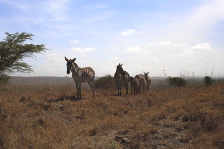 Kenya, National park, Nairobi photo