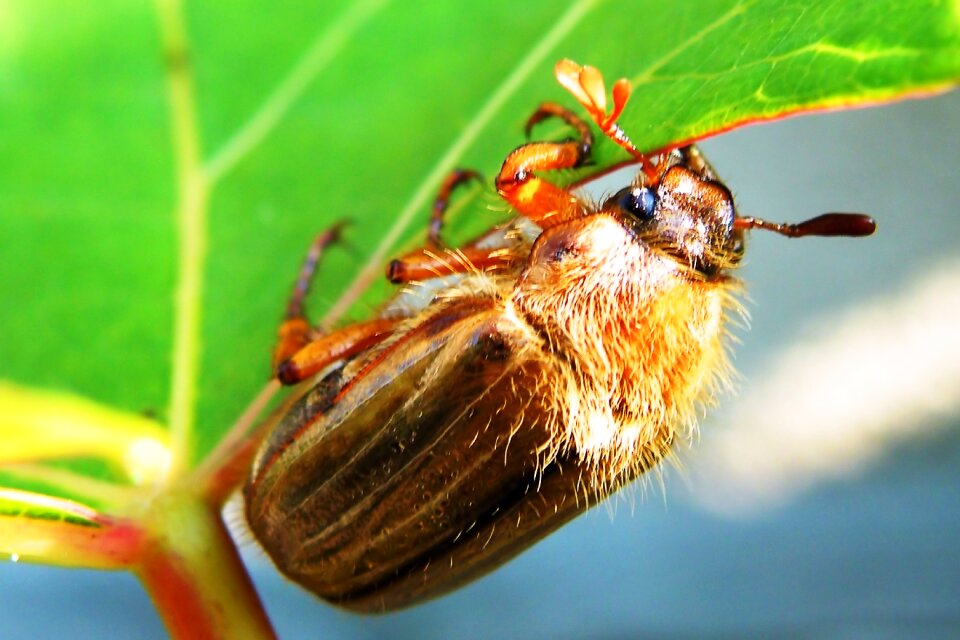 Animal insect crawl