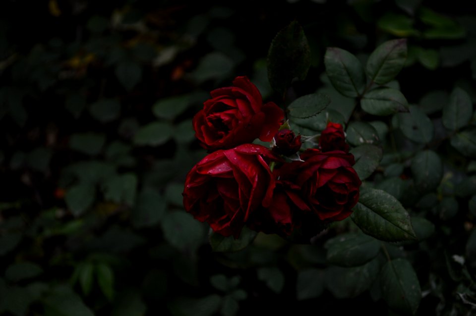Red, Forest, Dark
