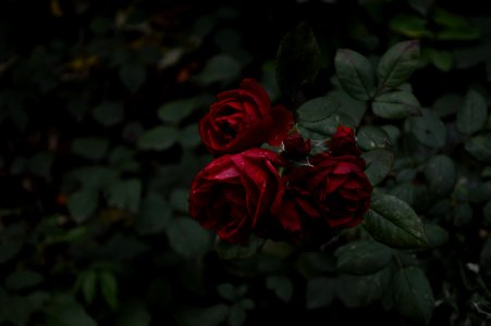 Red, Forest, Dark