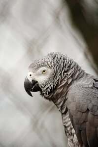 African grey parrot parrot bird