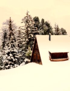 Home landscape winter