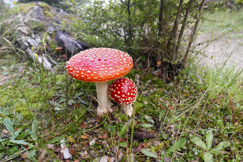 Fly agaric mushrooms forest