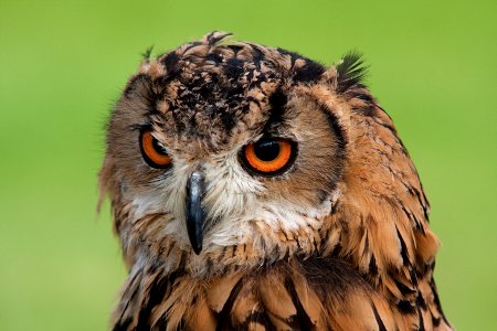 brown owl photo