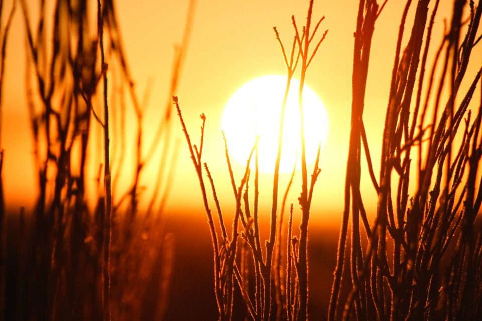 shallow focus photography of grains with sun