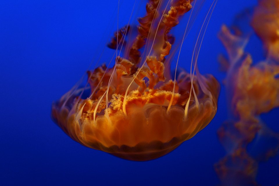 shallow focus photography of brown jellyfish under water