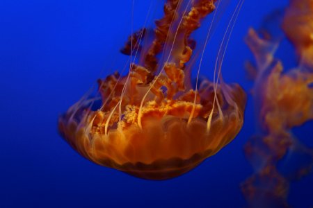 shallow focus photography of brown jellyfish under water photo