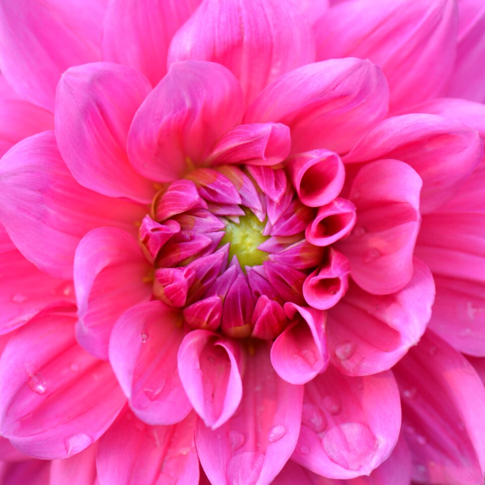 Nature dahlia purple