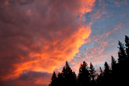 Whistler, Canada, Forest photo