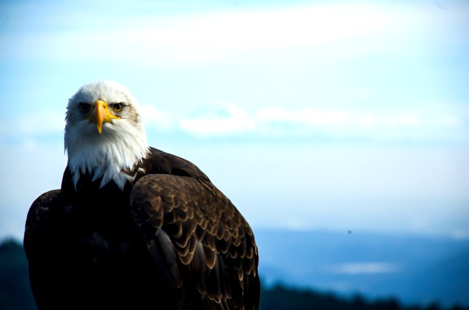 Grouse mountain, Canada, Bald eagle
