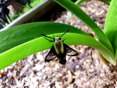 Houston, United states, Clearwing moth