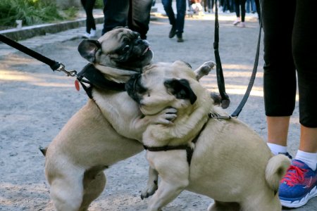 Montreal, Canada, Dogs