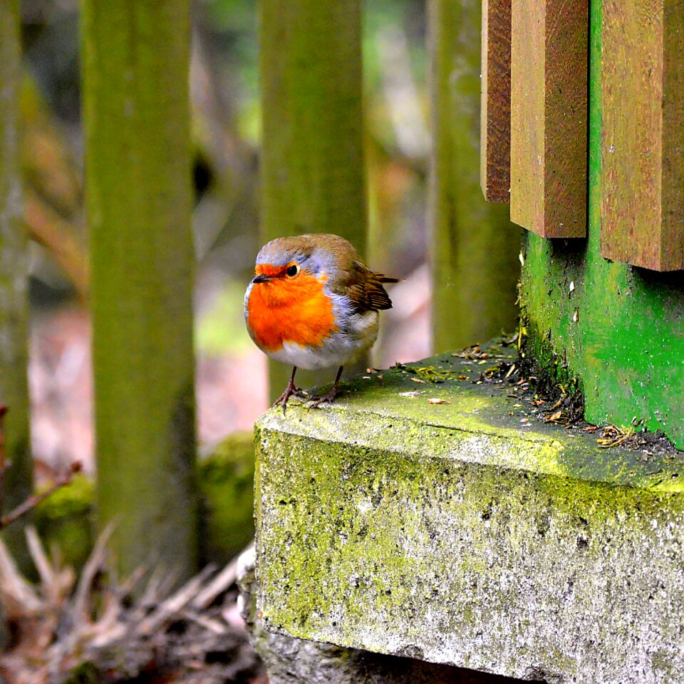 Garden songbirds nature