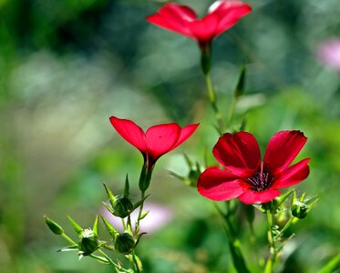 Linum prachtlein translucent