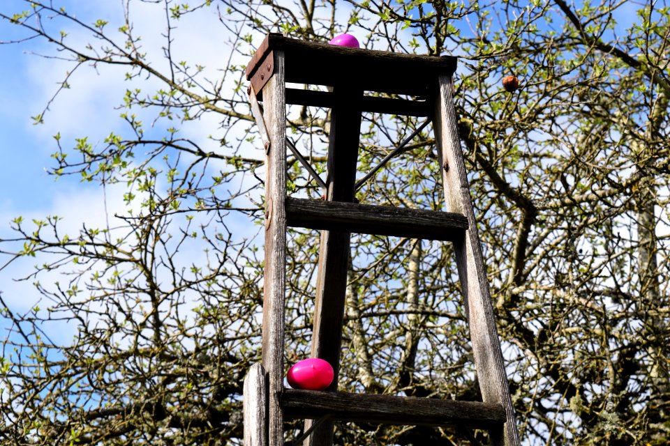 Sky, Tree, Ladder photo