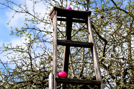 Sky, Tree, Ladder photo