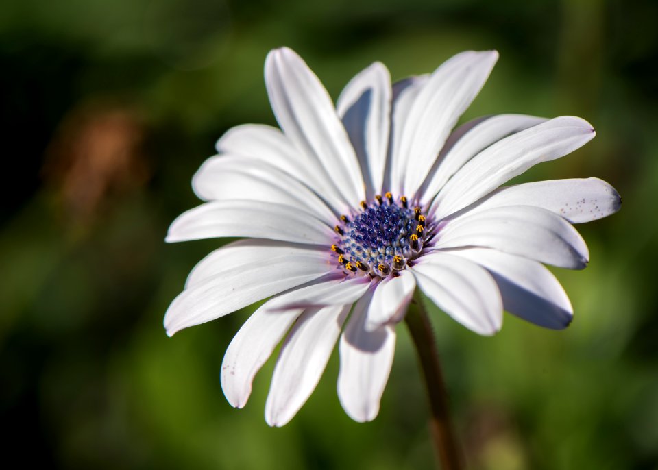 Osteospermum, Closeup, Macro