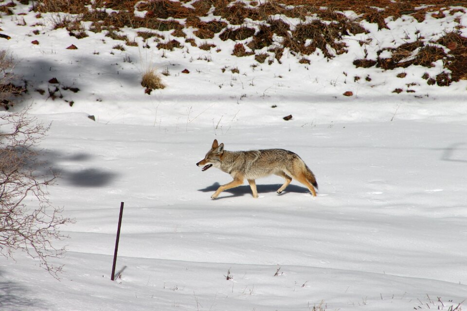 Wildlife nature snow