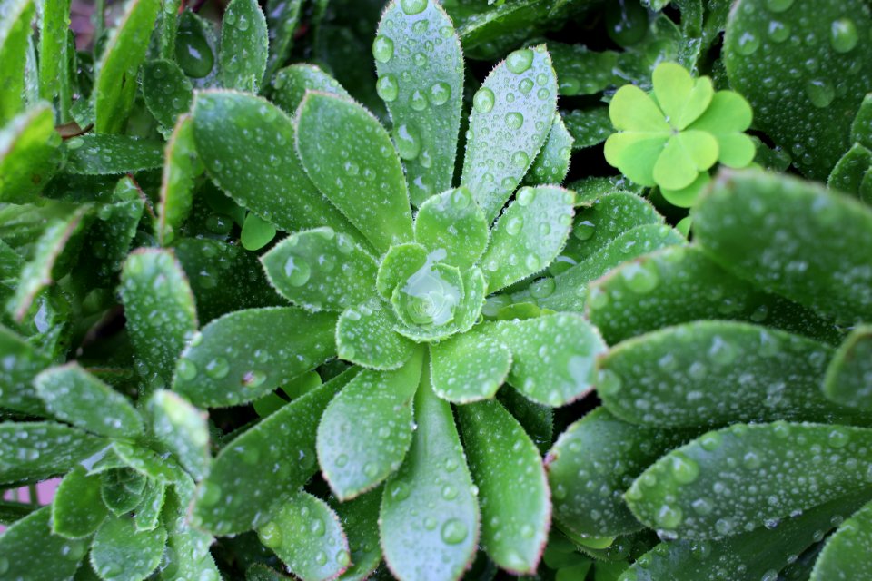 Green, Garden, Plants
