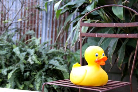 Fern, Garden, Chair