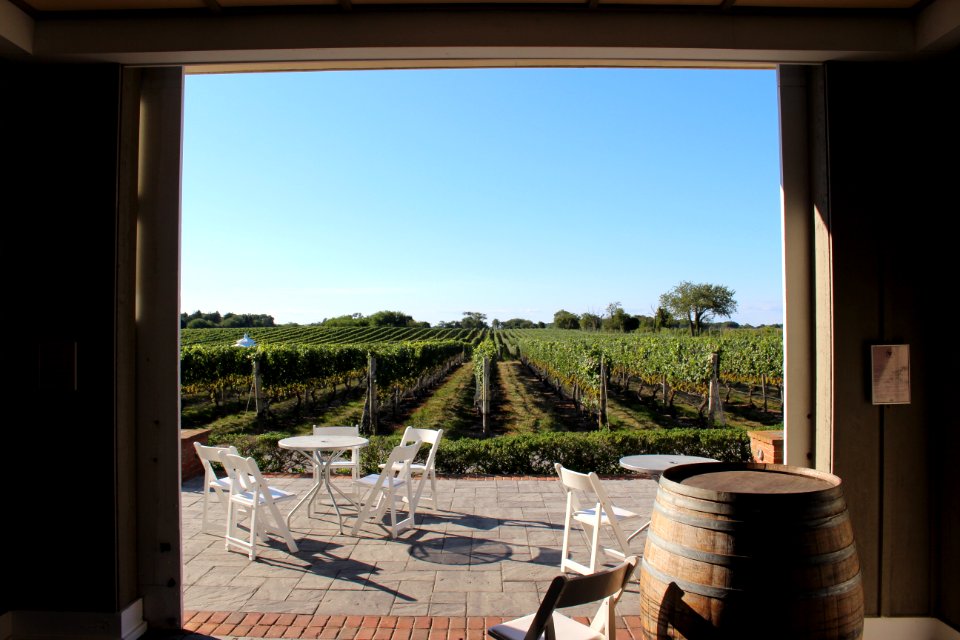 Long Island, United states, Vineyard