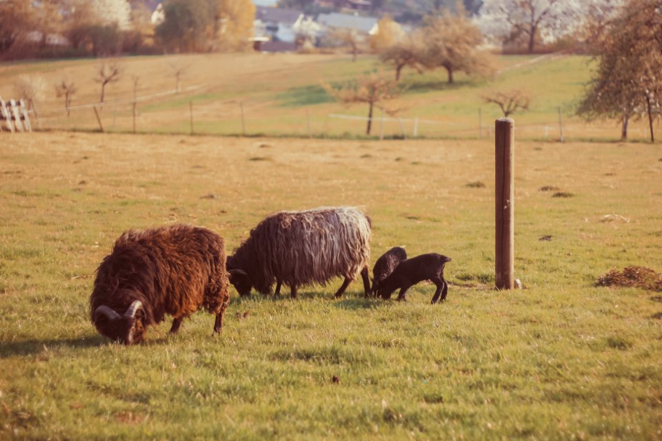 Germany, Animal, Moorl