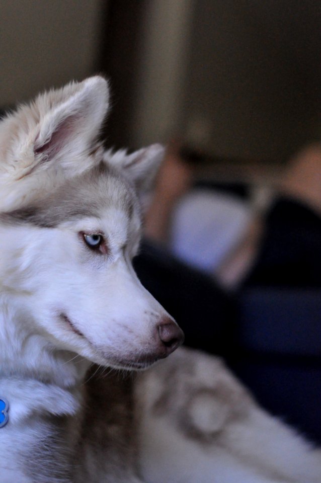 Seattle, United states, Puppy