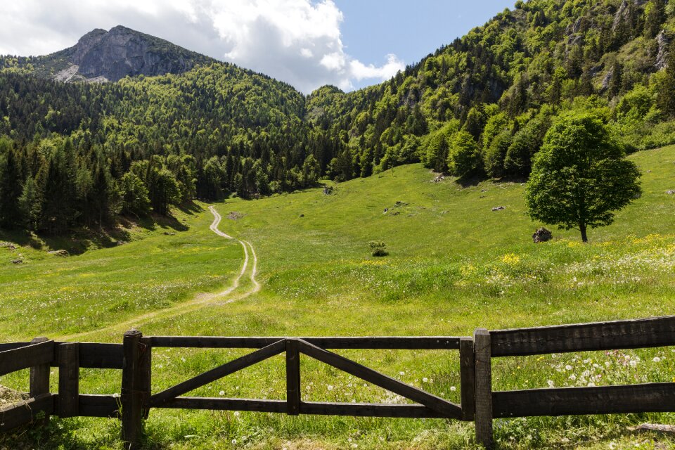 Italy landscape forest