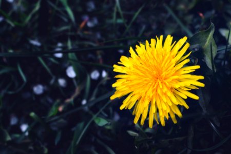 Yellow, Little sun, Flower