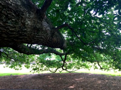 Williamsburg, United states, Tall