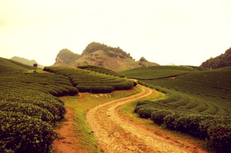 Vietnam, Moc chau district post office, Tree photo