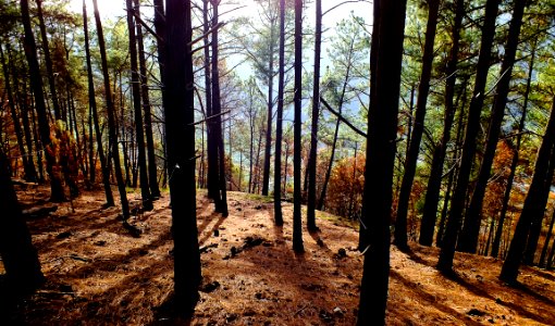 forest tree at daytime