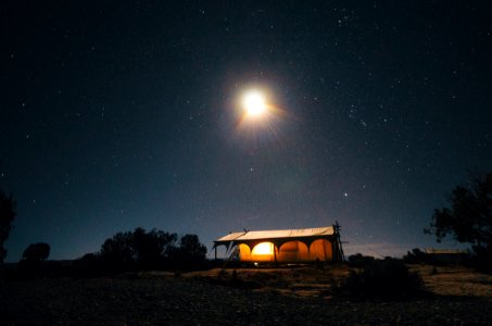 Light, Tree, Tent