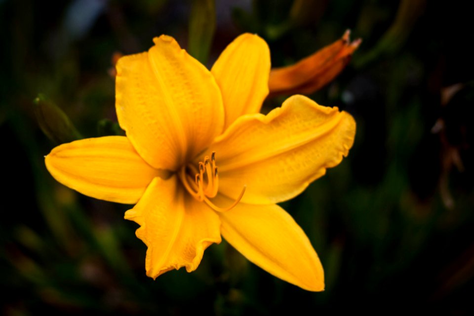Monterey, United states, Hibiscus