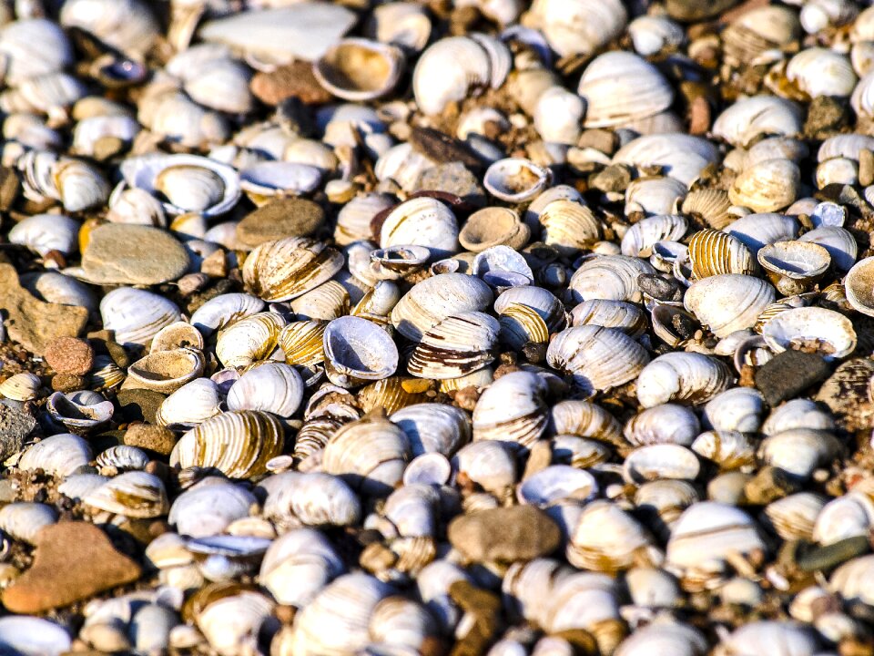 Mussels nature mussel shells