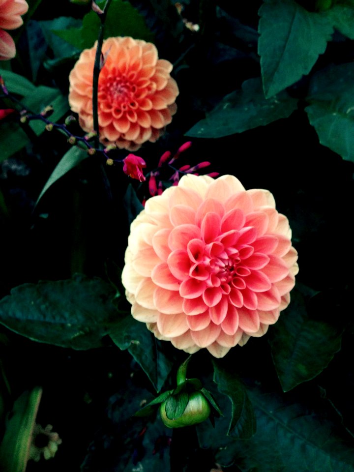 Chicago botanic garden, Glencoe, United states